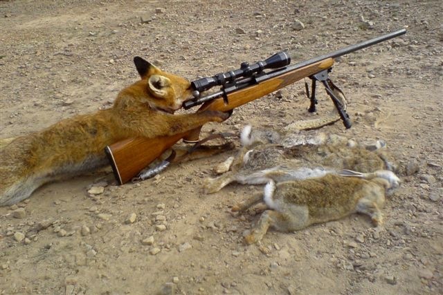 [Fox_hunting[5].jpg]