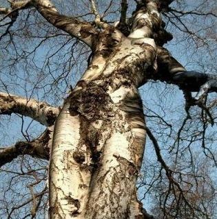 mothernature1