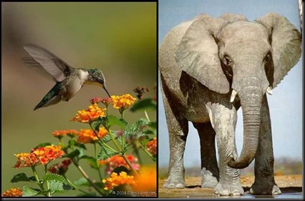 beija-flor e elefante