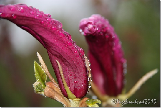 morgenblomster 002