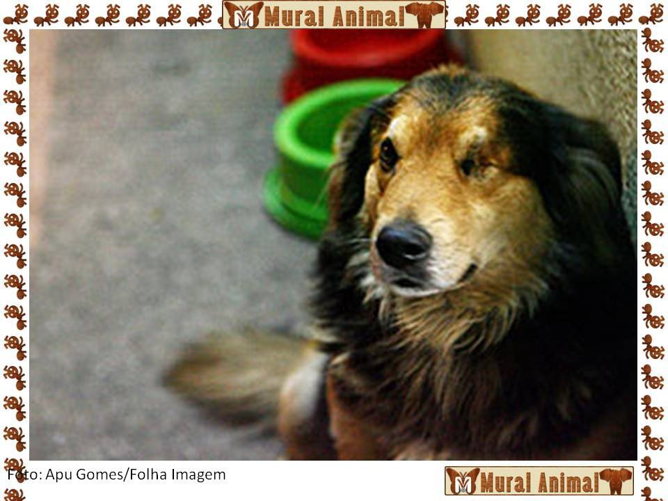 [cao_pirata_01[6].jpg]