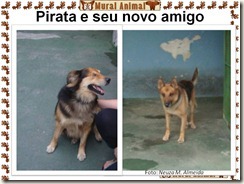 cao_pirata05