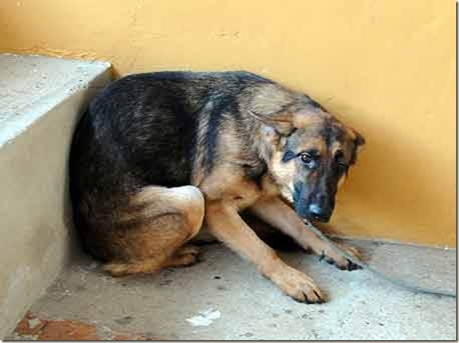 cachorro-adestradorG cachorro-adestradorG