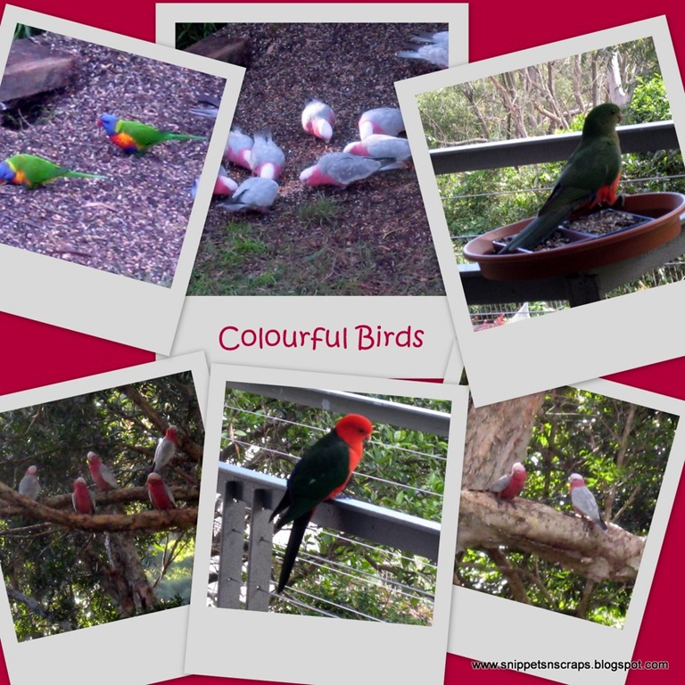 [Colourful Birds-1[4].jpg]