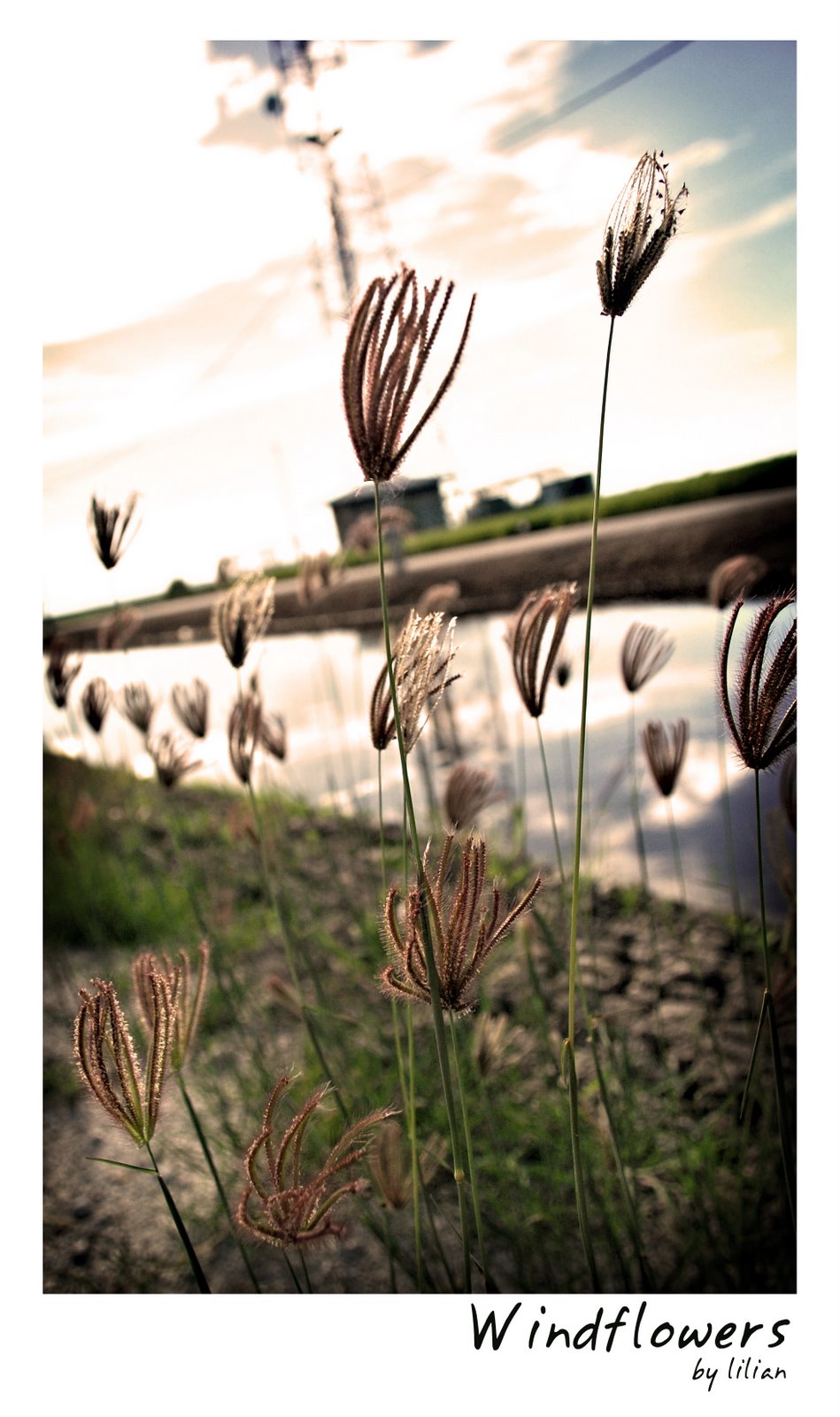 [windflowers.jpg]