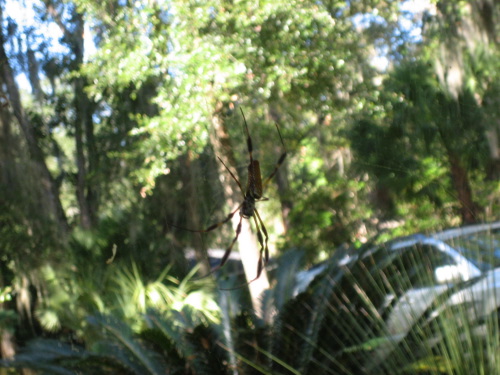 Speaking of bananas, in Florida they have three-inch banana spiders that like to make webs near your house and eat you. Not poisonous, but scary nonetheless.