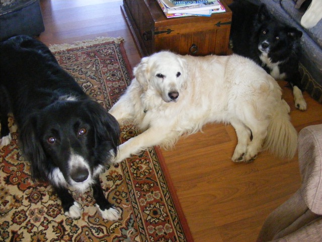 [April 11 dogs 010[2].jpg]