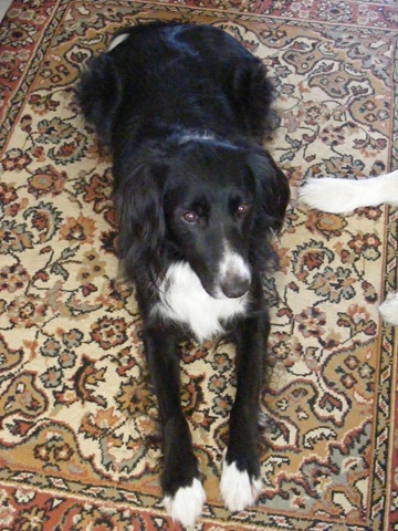 [April 11 dogs 012[2].jpg]