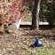 Peacocks