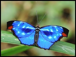 Cópia de borboleta azul 17jan2010 DSC_9161 Cópia de borboleta azul 17jan2010 DSC_9161
