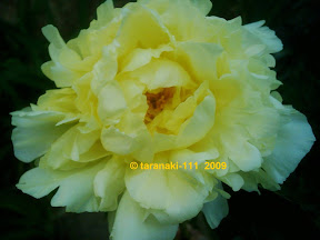 chinesische Lactiflora Golden Wheel oder auch Goldmine