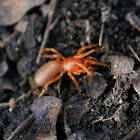 woodlouse spider