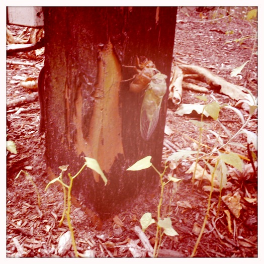 cicada
