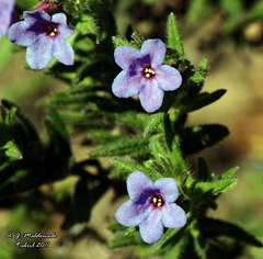 Carrasquilla arbustiva (Lithodora fruticosa) Alc 148F_398 copia