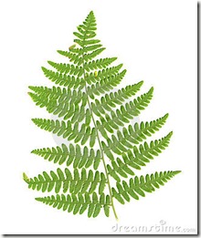 fern-leaf-isolated-largethumb1135377[1]