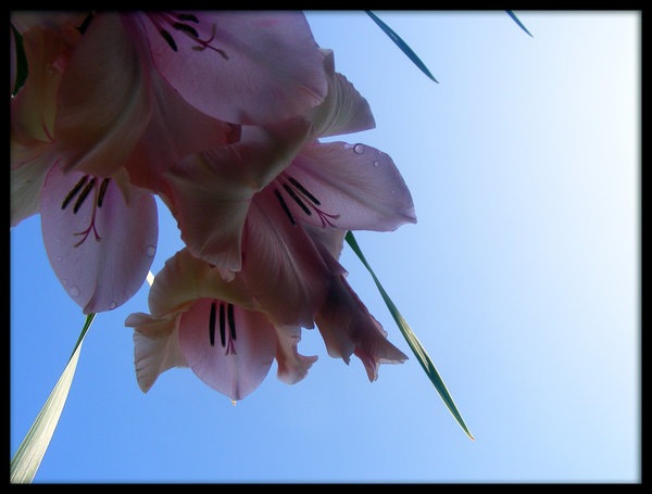 [Pink_Flowers_underside_by_simonruddphotos[2].jpg]