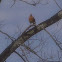 American Robin