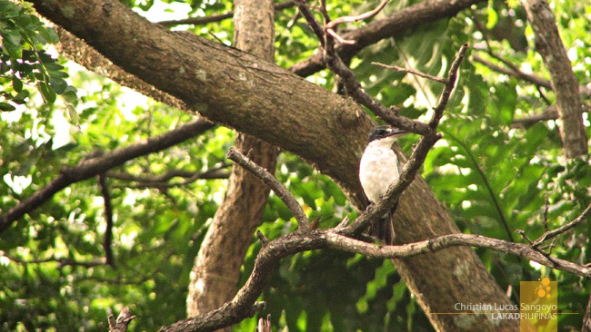 White-Collared Kingfisher at Corregidor
