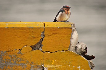 Striated Swallow at Corregidor