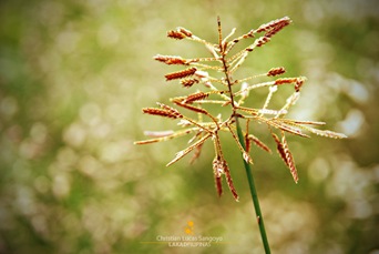 Wild Flowers at Busuanga, Palawan