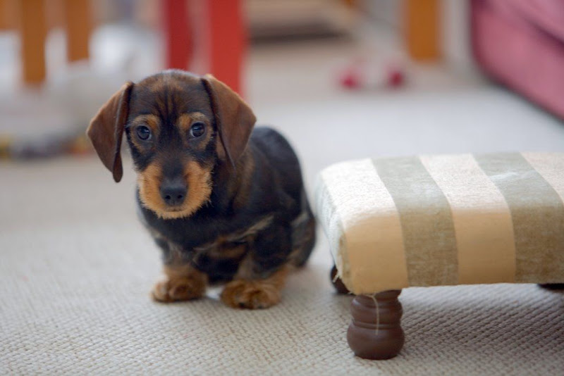 รูปภาพ น้องหมา รูปน้องหมา น่ารัก น่ากอด