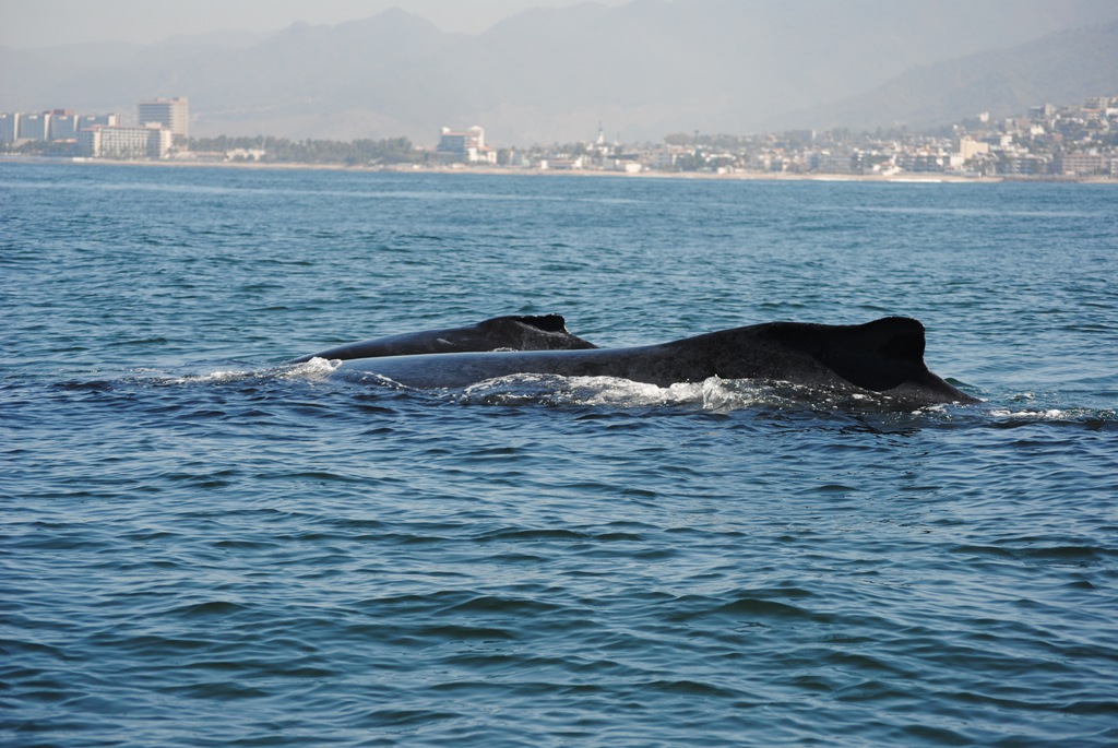 [humpbackwhale2[5].jpg]