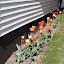 sarahkeet's South Border garden