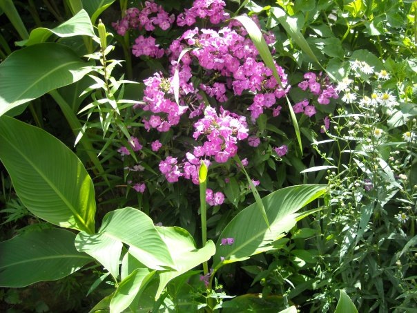 [flores cubresita[15].jpg]