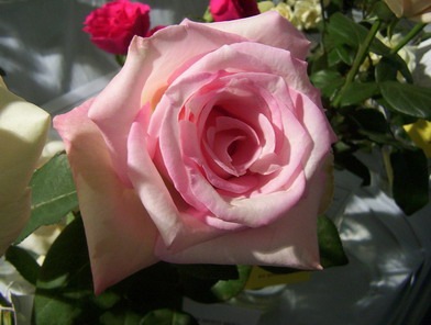 [pink rose[2].jpg]