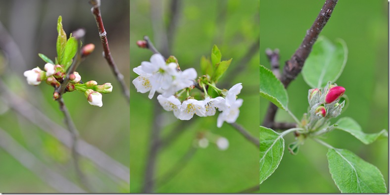 tree_flowers tree_flowers