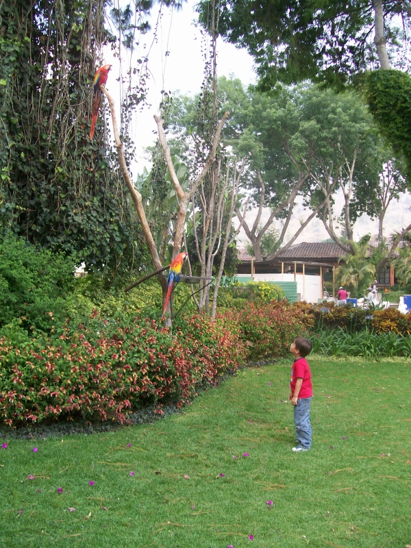 antigua-guatemala-travel-macaw-porta-antigua-hotel Guatemala Daily Photo Free Macaws at Porta Antigua Hotel in Antigua Guatemala