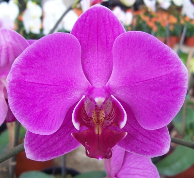  Costa Rica Daily Photo   Amazing Purple Orchid