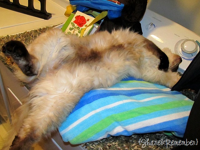 mondaycat
