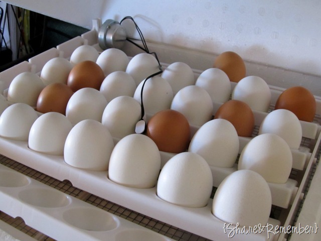 eggs3 eggs3