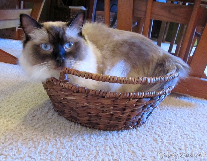 [catinabasket[3].jpg]
