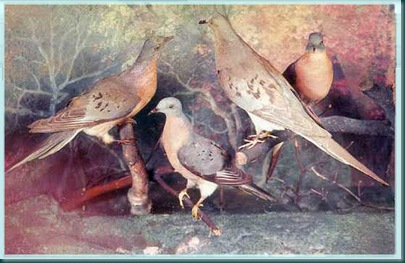 Pigeons Pigeons