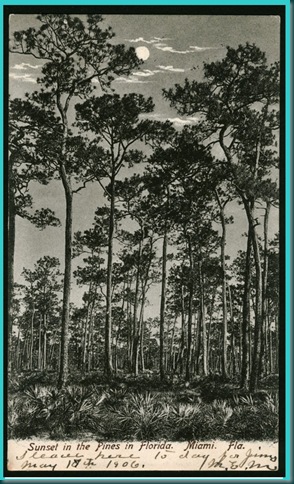 2. Sunset in the pines POST 2. Sunset in the pines POST