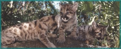 [panthercubs[7].jpg]