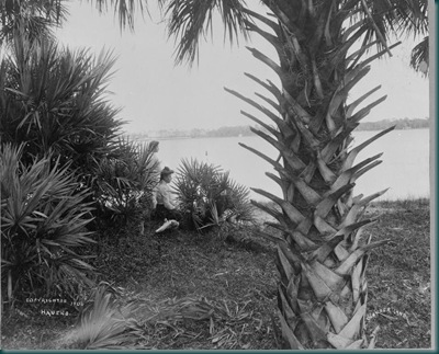 Tropical Wonderland Tropical Wonderland