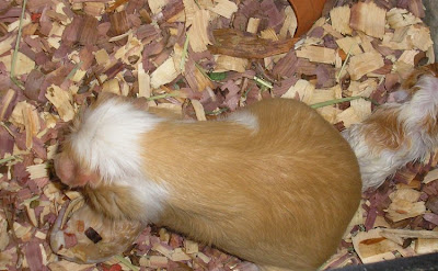 guinea pigs being born