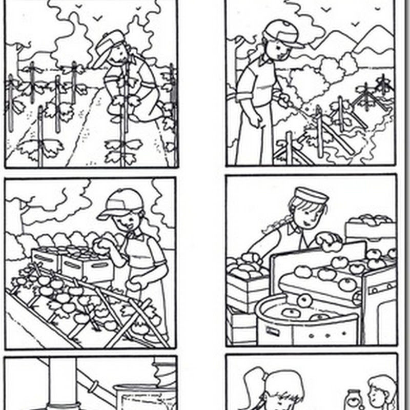 Ciclo productivo del tomate para colorear