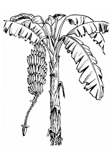 flora chilena para colorear