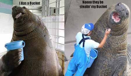 [bucketmybucket[3].jpg]