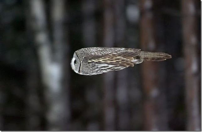 owl_in_flight