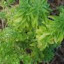 Basil 'Green Bush'