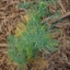 Dill 'Fernleaf'