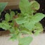 Mint 'Apple'