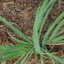 Grass 'West Indian Lemon'