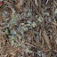 Oregano 'Sweet Majoram'