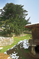 Tejo Santibanes de la Fuente - Monumento Natural